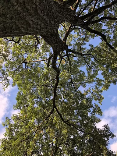 CULTIVATING PATIENCE